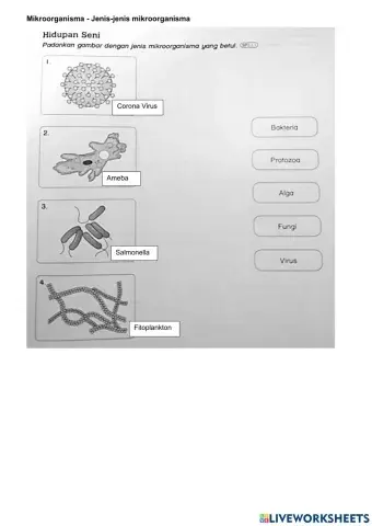 Jenis-jenis mikroorganisma
