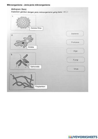 Jenis-jenis mikroorganisma