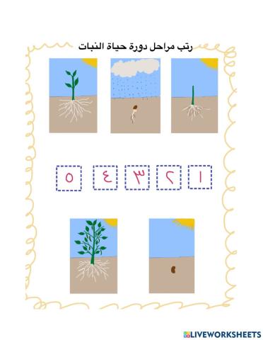 دورة حياة النبات