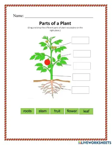 Label Parts of the Plant