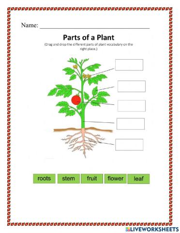 Label Parts of the Plant