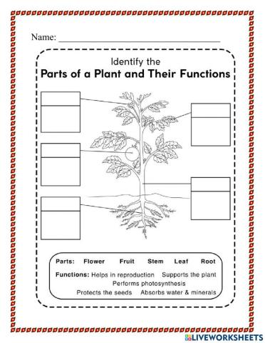 Functions of Parts of the Plant