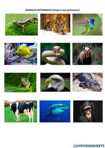 Animales vertebrados