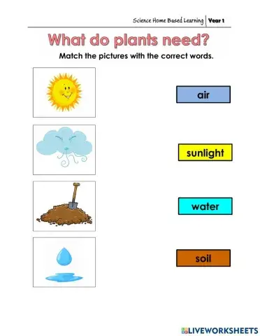 What Do Plants Needs
