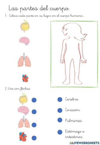 Cómo somos por dentro
