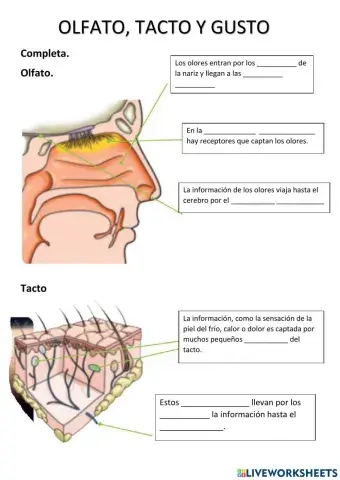 Tacto, olfato y gusto