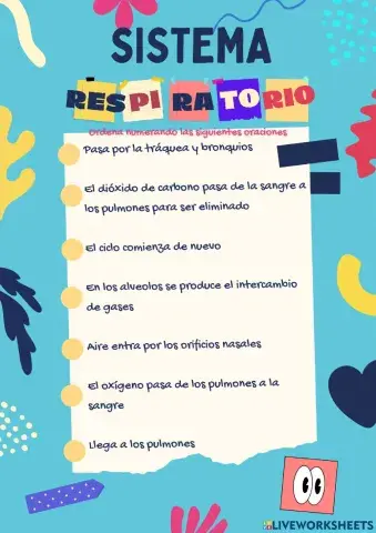 El sistema respiratorio