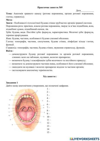 Анатомія травного каналу