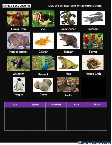 Animals Body Covering