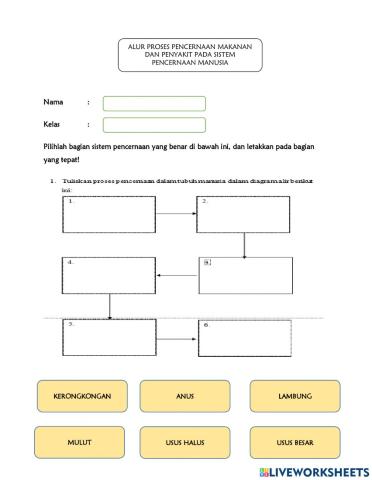 Sistem pencernaan manusia