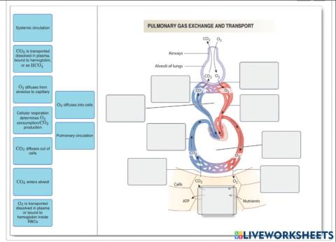 Gas exchange and transport