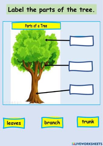 Parts of a Tree