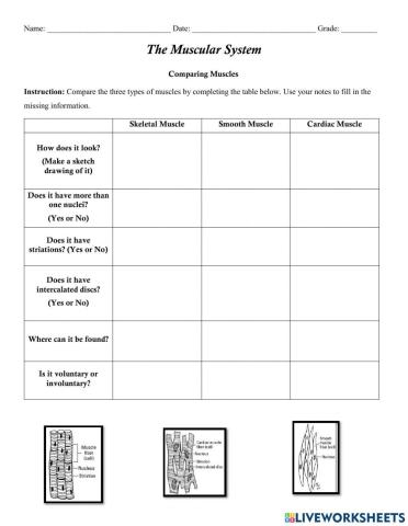 Comparing Types of Muscles