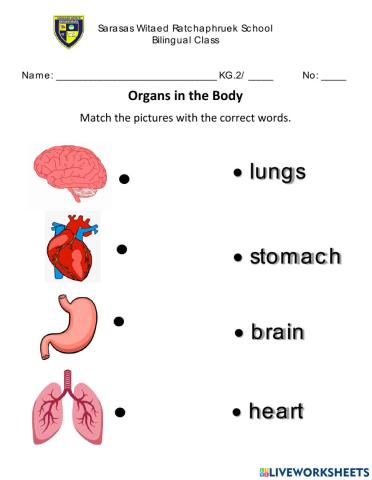 Organs in the Body
