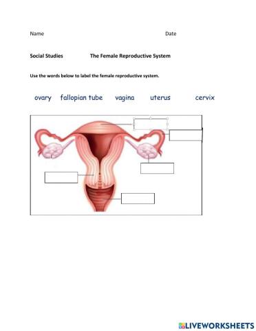 Science- Female Reproductive System