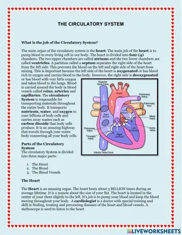 The Circulatory System
