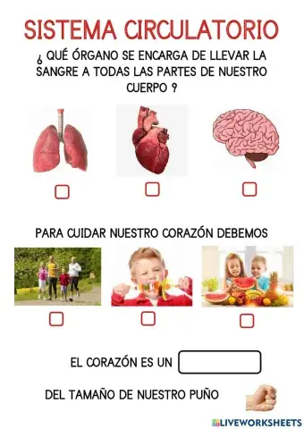 Sistema circulatorio