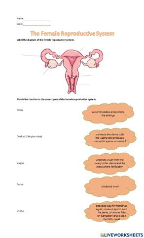 Female Reproductive System