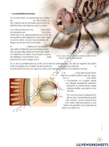 Sensibilidad lumínica actividad