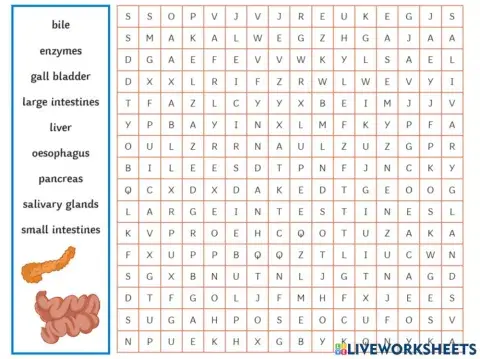 Digestive wordsearch