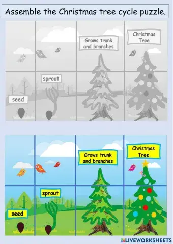 Christmas Tree Life Cycle