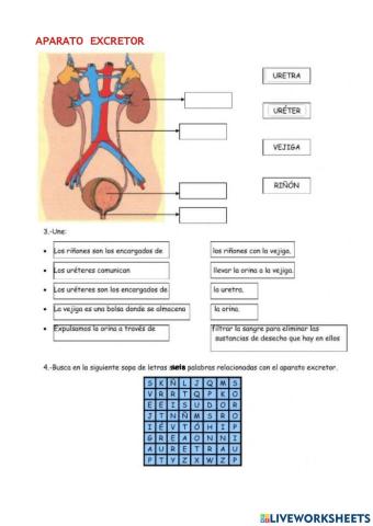 Aparato excretor