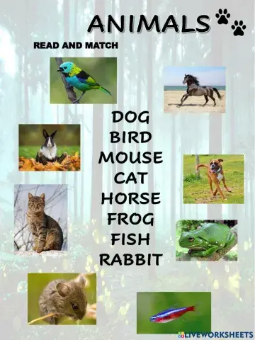 Animals (Amazing Rooftops 1 Unit 2)