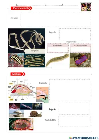 ใบงานที่ 4 เรื่องสัตว์ 2