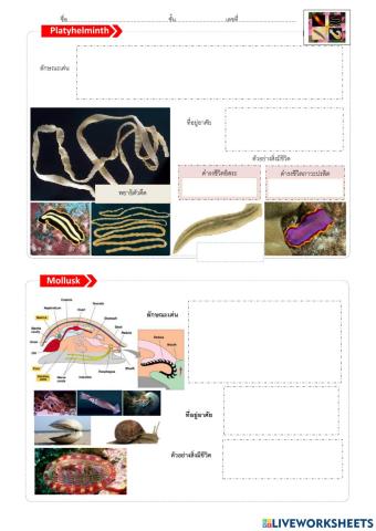 ใบงานที่ 4 เรื่องสัตว์ 2
