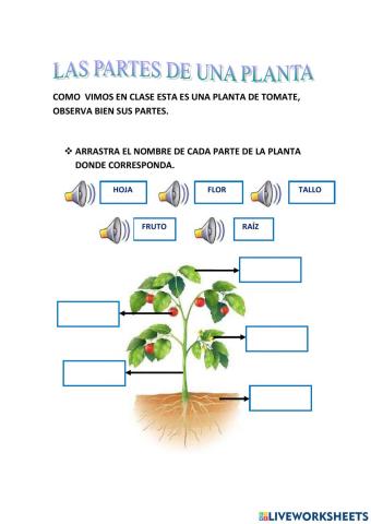 Partes de las plantas