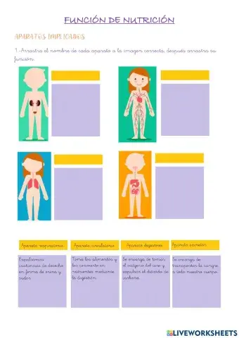 Los aparatos de la función de nutrición