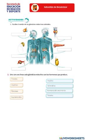 Sistema endocrino