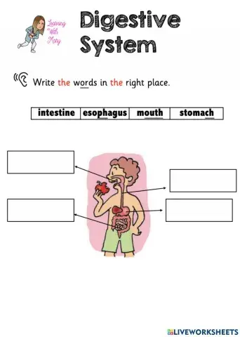 Digestive system