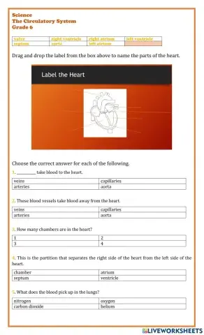 The Circulatory System