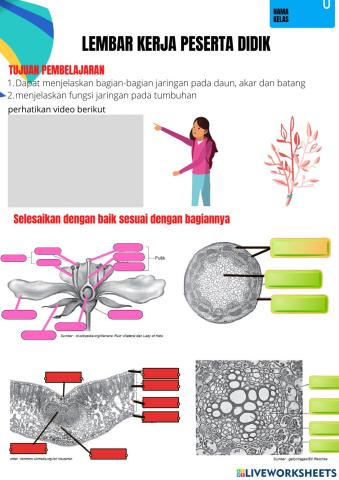 Jaringan pada tumbuhan