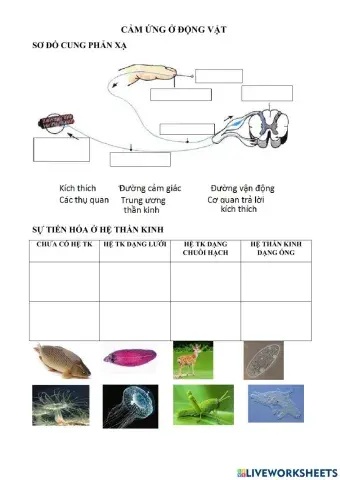 Cảm ứng ở động vật