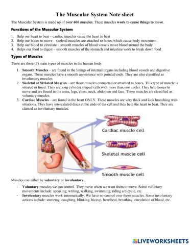 Muscular System