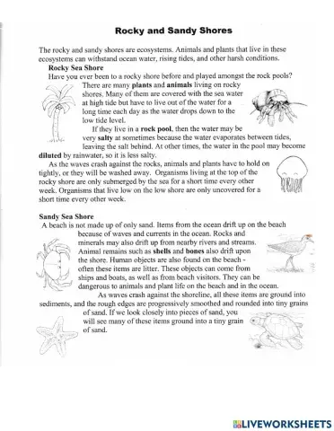 Rocky and Sandy Shores Notes
