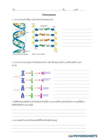 ใบงานก่อนเรียน โครโมโซม