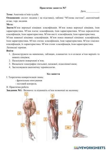 Анатомія м'язів верхньої та нижньої кінцівок
