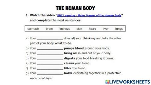 The body organs