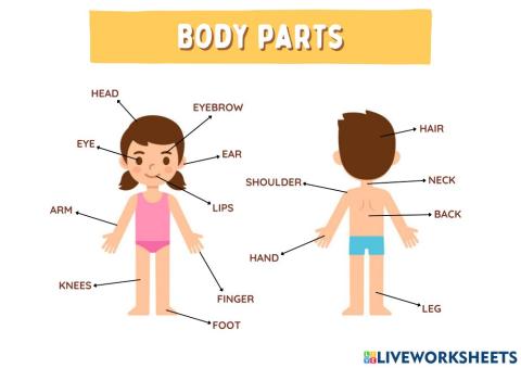 Body Parts Vocabulary