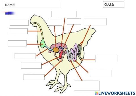 Digestive System of a Chicken