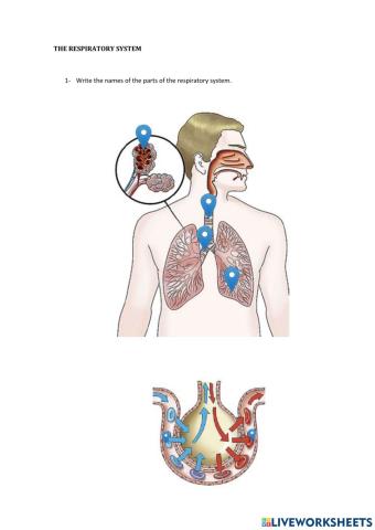 The respiratory and circulatory systems