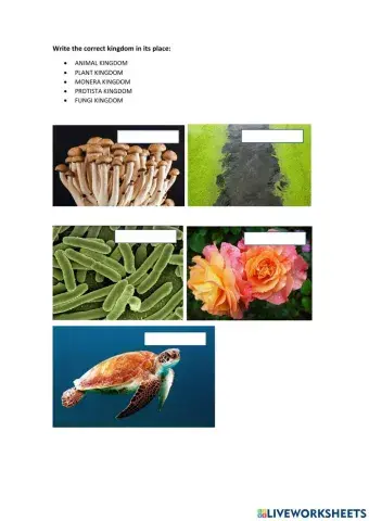 Kingdoms of living things