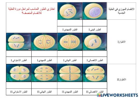 الانقسام المنصف