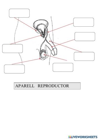 Aparell reproductor