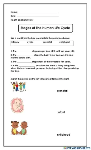 Stages of the Human Life Cycle