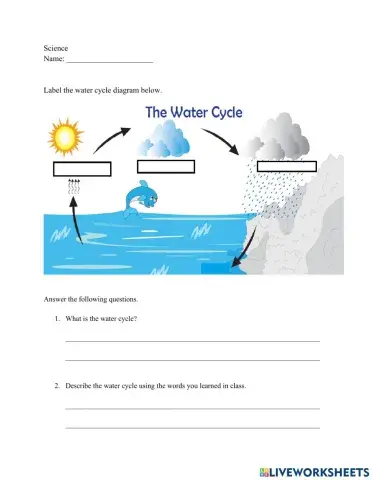 The water cycle