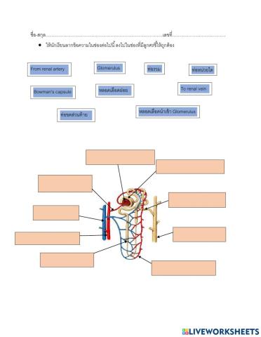 ใบงานกิจกรรมที่ 2